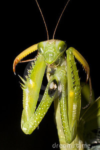 praying-mantis-mantis-religiosa-12052698